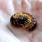 Millipede