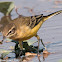 Yellow Wagtail