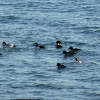 Barrow's Goldeneye