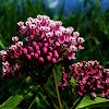 Swamp Milkweed