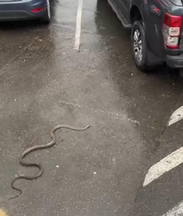 The large black mamba outside a popular Westville restaurant.