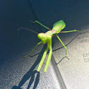 Larger Florida Mantis