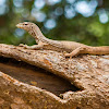 Bengal Monitor Lizard, Sri Lankan Land Monitor lizard, common Indian monitor