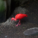 Scarlet ibis