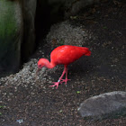 Scarlet ibis