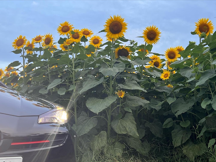 プリウスのiPhone13pro・写真が好きな人と繋がりたい・向日葵と愛車・田原市大久保町に関するカスタム事例の投稿画像4枚目