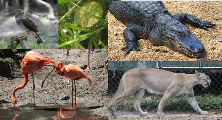 Panther, Flamingo, Alligator, Eagle