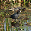 American Coot