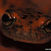 Cave salamander