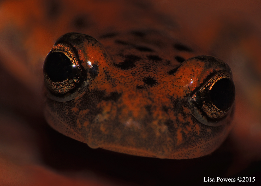 Cave salamander