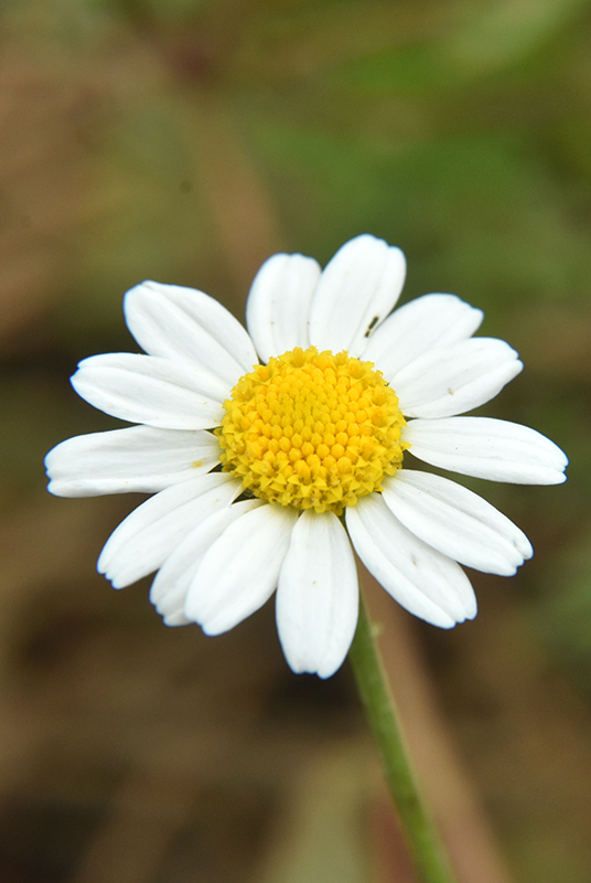 Ox-eye Daisy