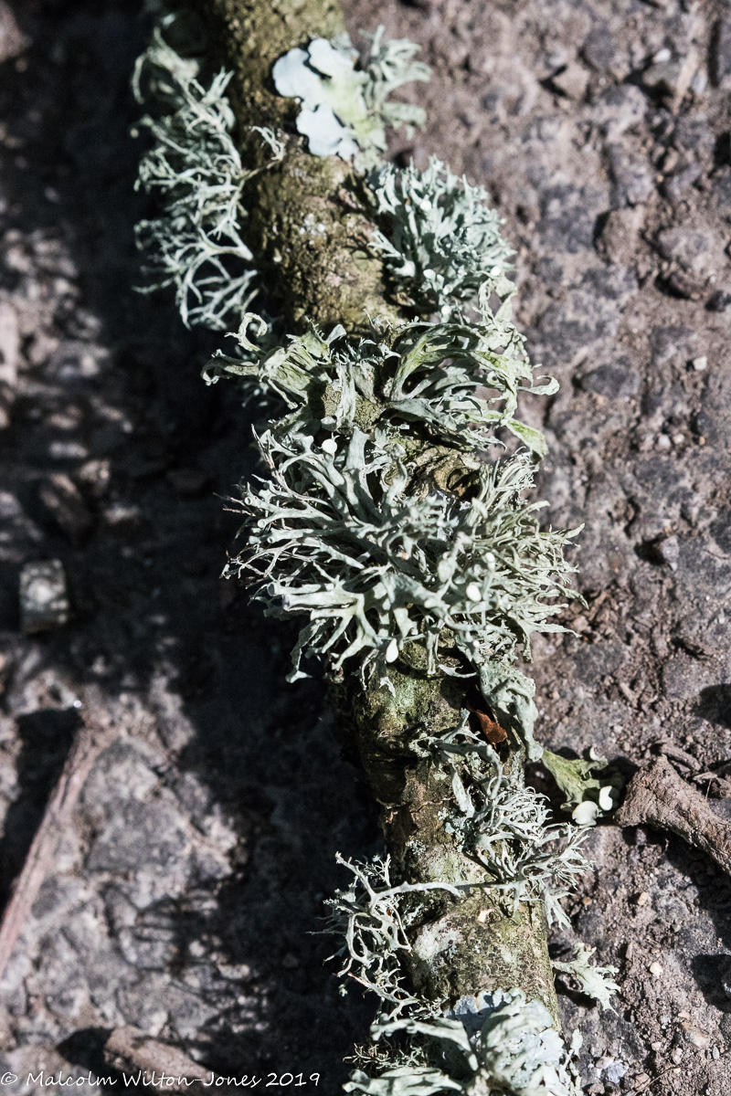 Strap Lichen