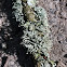 Strap Lichen