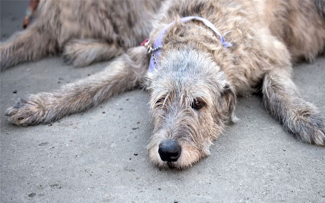 Scottish Deerhound Themes & New Tab