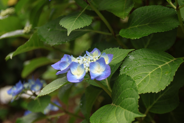 ヴィッツの紫陽花と愛車・雨☔に関するカスタム事例の投稿画像6枚目