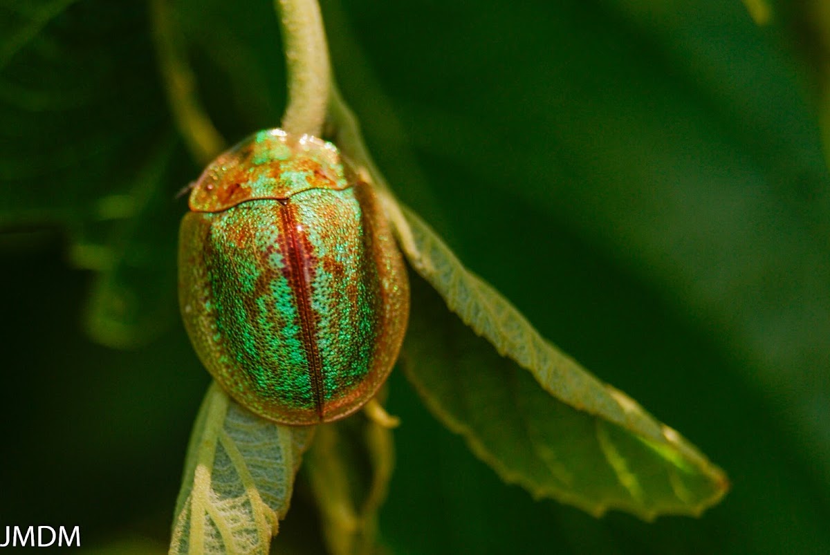 Tortoise beetle