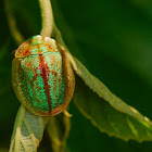 Tortoise beetle