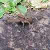 Brazilian wolf spider