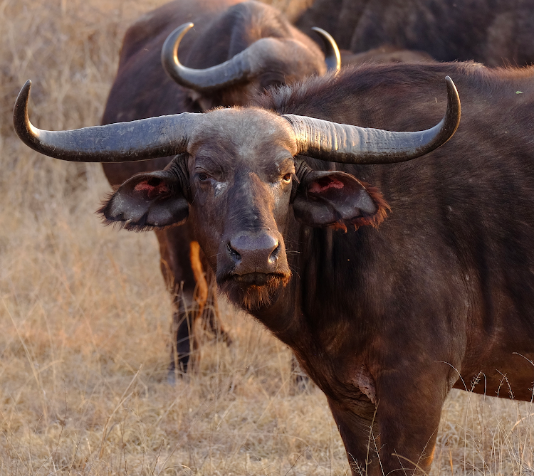 African Buffalo cow with extraordinary horns.