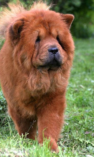 Chow Chow Jigsaw Puzzle