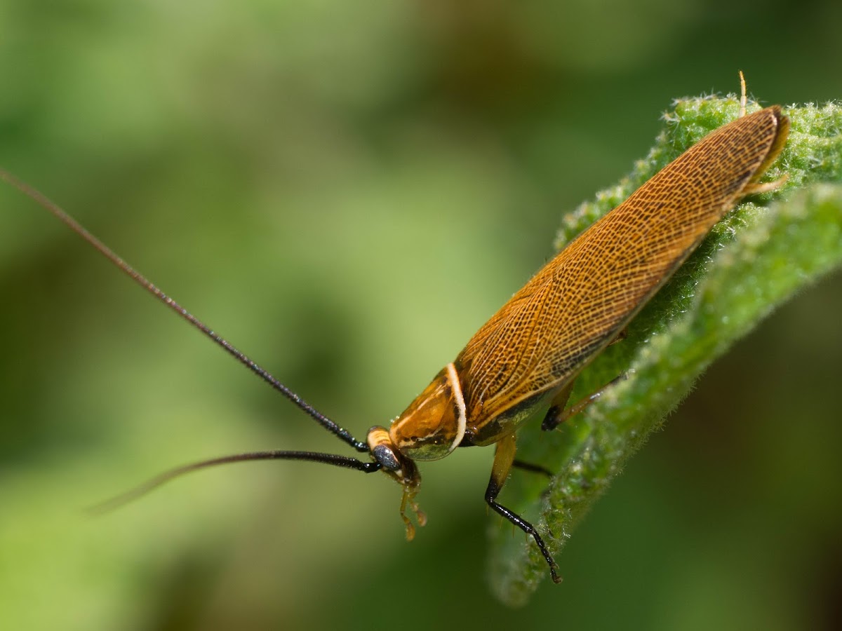 See-through Ellipsidion