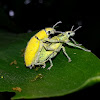 Gold-dust Weevil, Mating