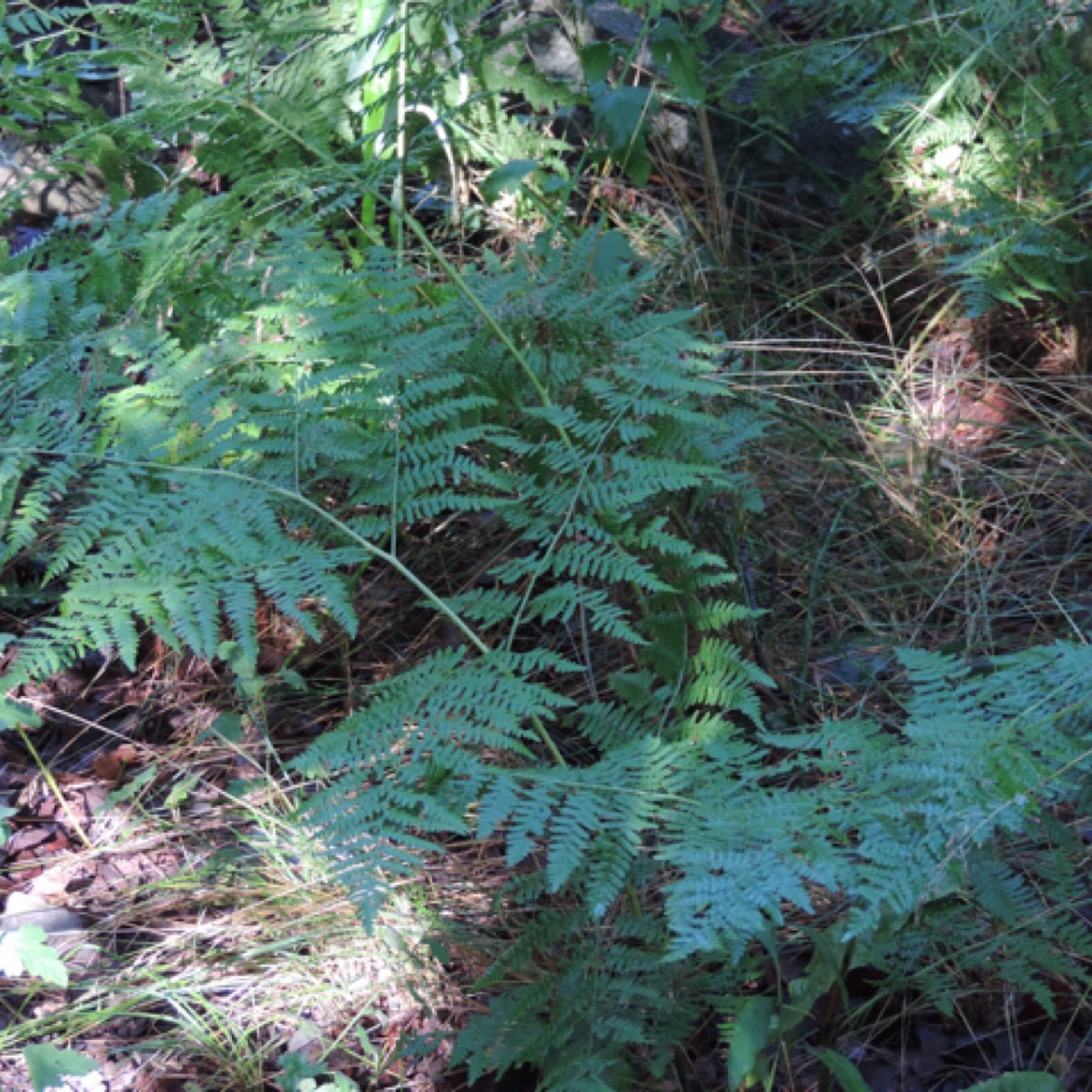 Western Bracken