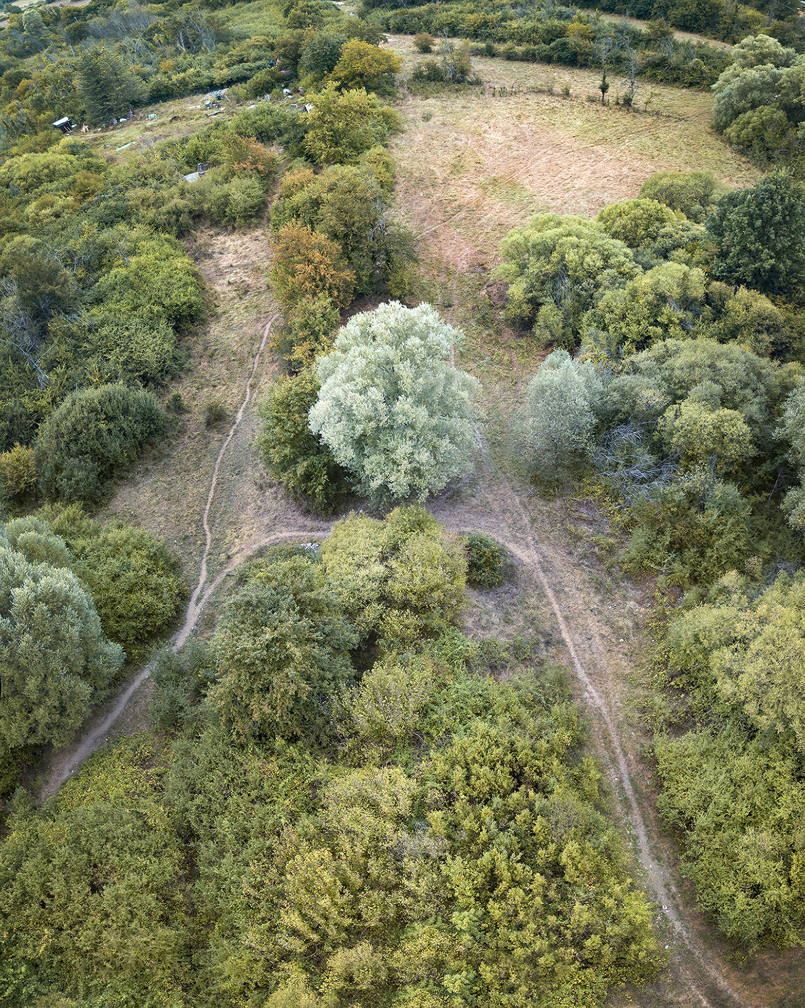 Special tree di Montevecchi