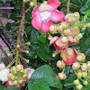 Cannonball tree