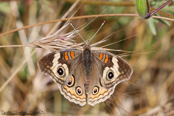 Common Buckeye