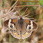 Common Buckeye