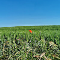 Il re del campo d grano di 