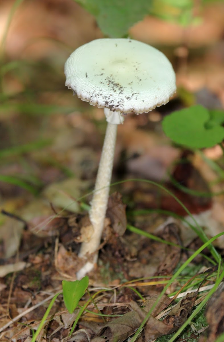 Destroying Angel