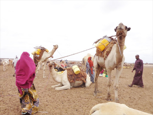 A 14-year-old girl was raped and killed while grazing camels in Wajir. FILE Photo/ENOS TECHE