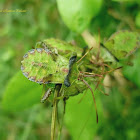 Coreidae (juvenile) Hemiptera