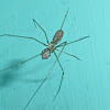 Cellar Spider With Eggs