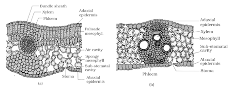 Solution Image