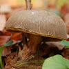 Boletus ferrugineus