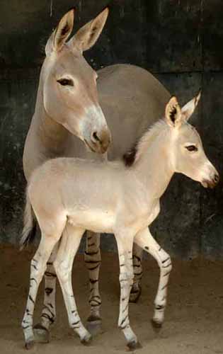 Somali wild ass mare and foal