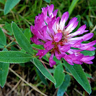 Zigzag Clover