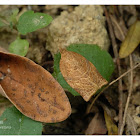 Adoxophyes privatana 茶姬捲葉蛾