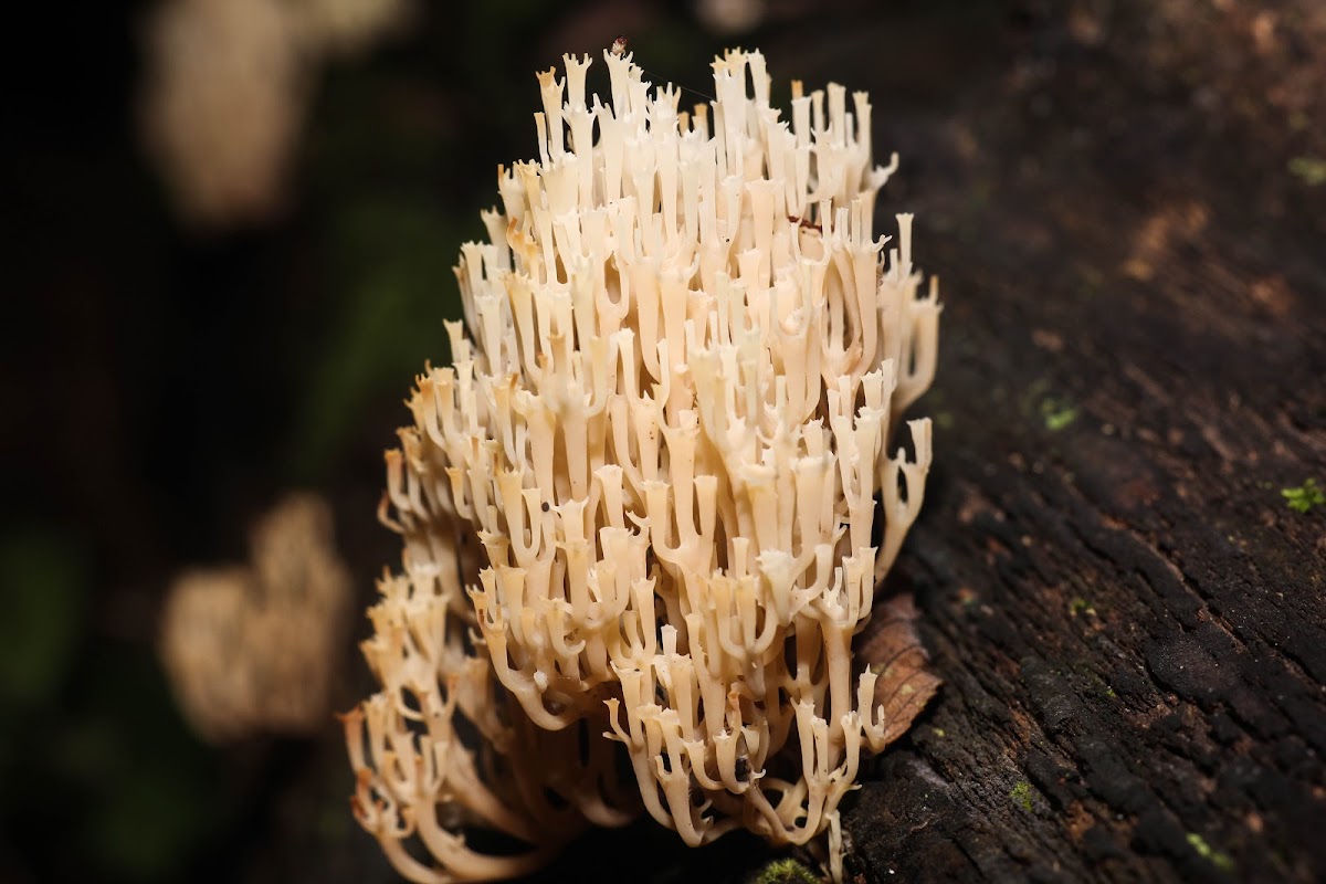 Crown Tipped Coral Mushroom