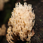 Crown Tipped Coral Mushroom