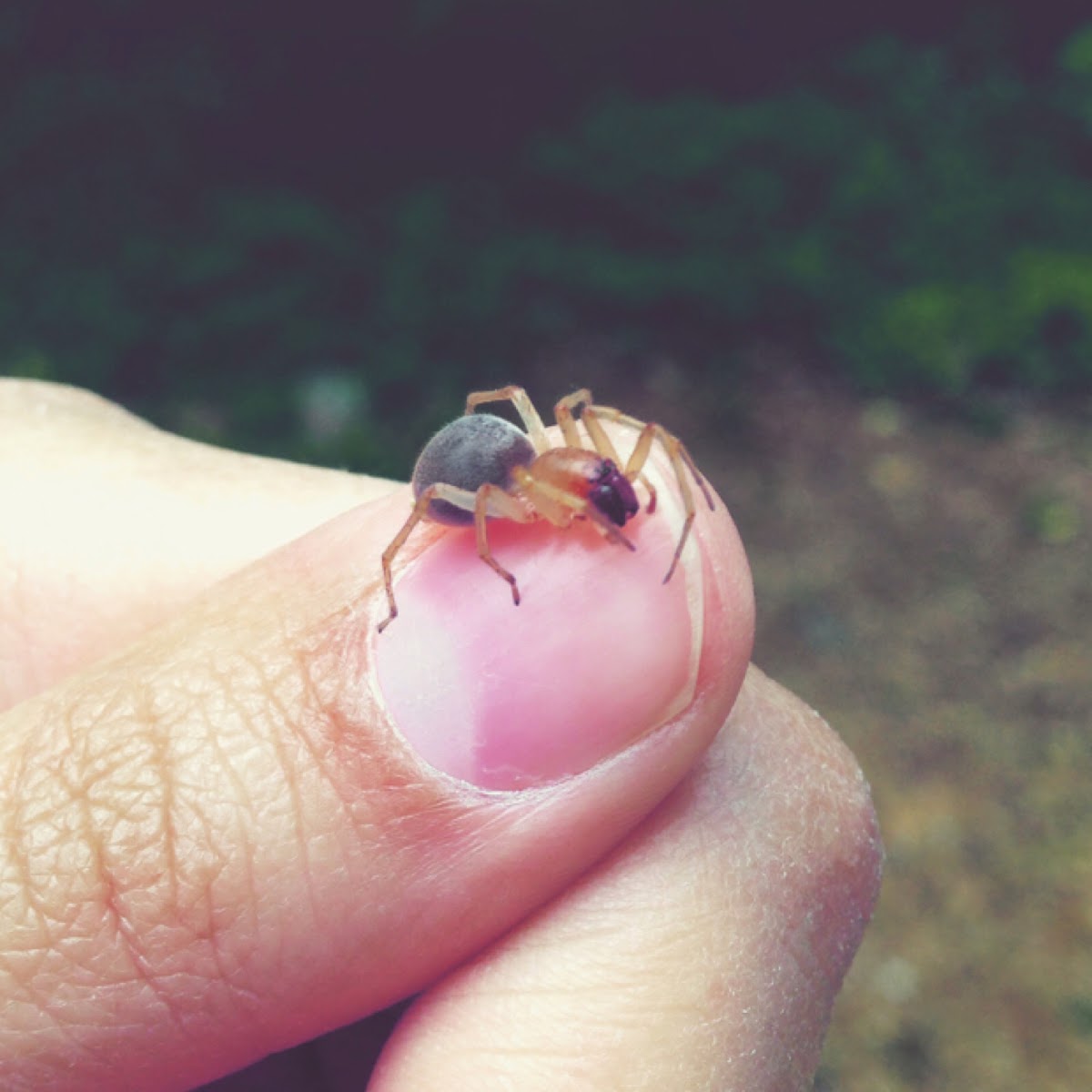 Broad-faced sac spider