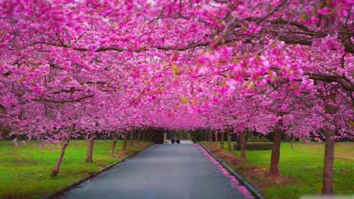 Spring Scenery Wallpaper