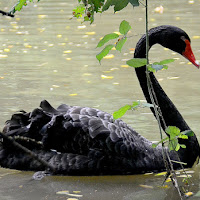 il cigno nero di 