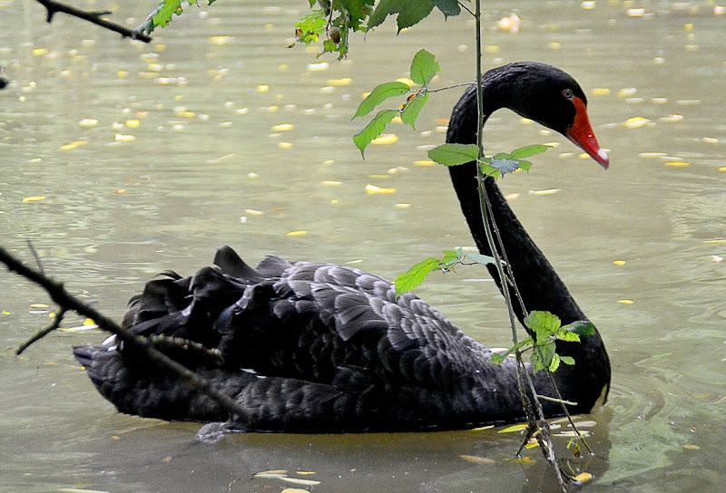 il cigno nero di Pablophoto