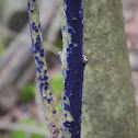 Cobalt crust fungus
