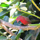 Red-billed Firefinch