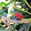 Red-billed Firefinch